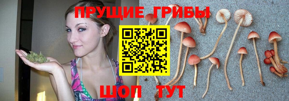 Галлюциногенные грибы Psilocybe Барабинск